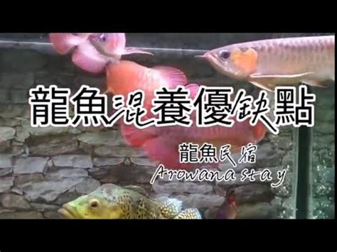 龍的意思 養魚黑土